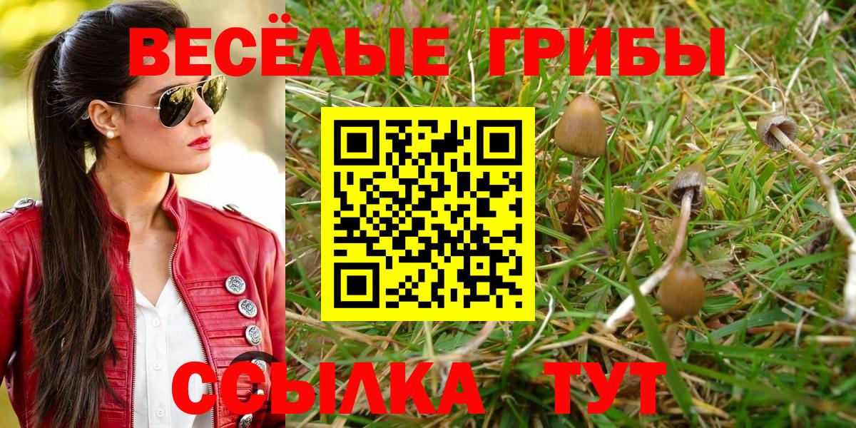 Псилоцибиновые грибы мицелий  Псилоцибиновые грибы Cubensis  Вход с VPN  Хасавюрт 
